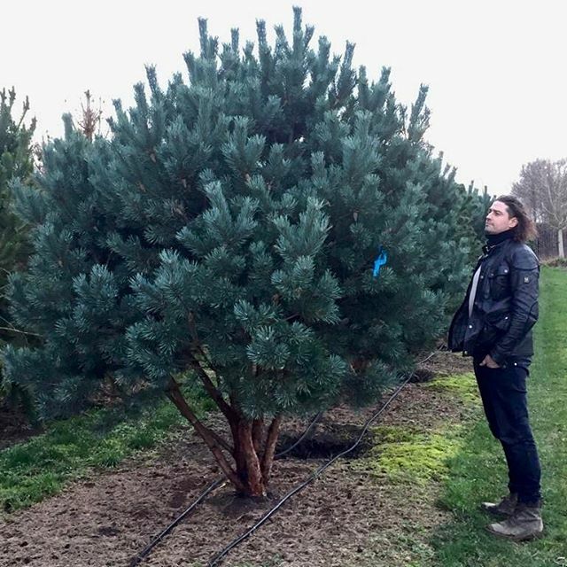 treesourceco's tweet image. #pinussylvestriswatererii very healthy plants indeed! #treesourcing #cotswoldgardens ift.tt/3bCfm7T