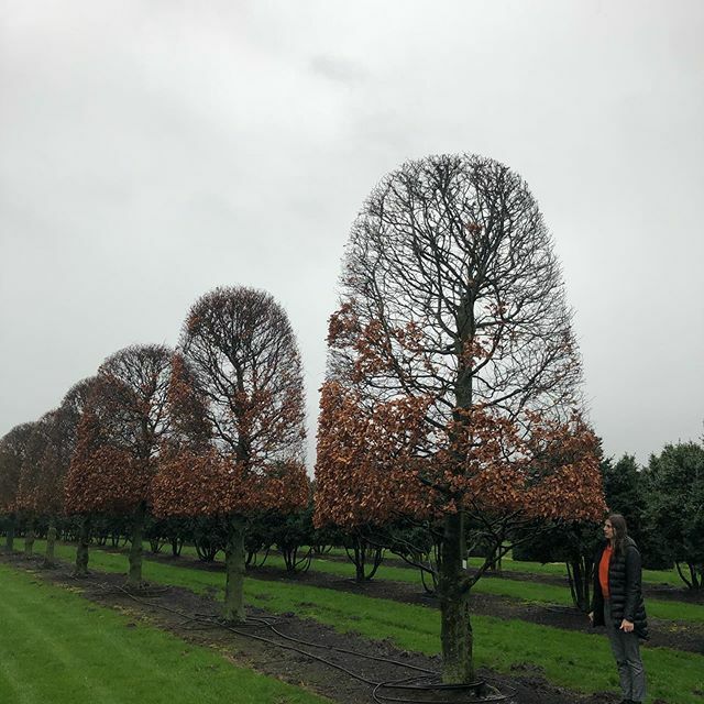 treesourceco's tweet image. Loving these #fagussylvatica cone standards! #treesourcing #cotswoldgardens ift.tt/38tEn2Z