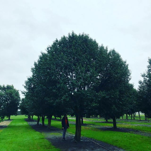 treesourceco's tweet image. #prunuslusitanica a pair of these hope to be heading to Wiltshire very soon! ift.tt/3bJzaGH