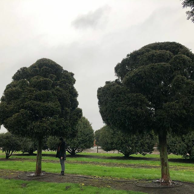 treesourceco's tweet image. More #taxus cloud standards ift.tt/31WCOZh