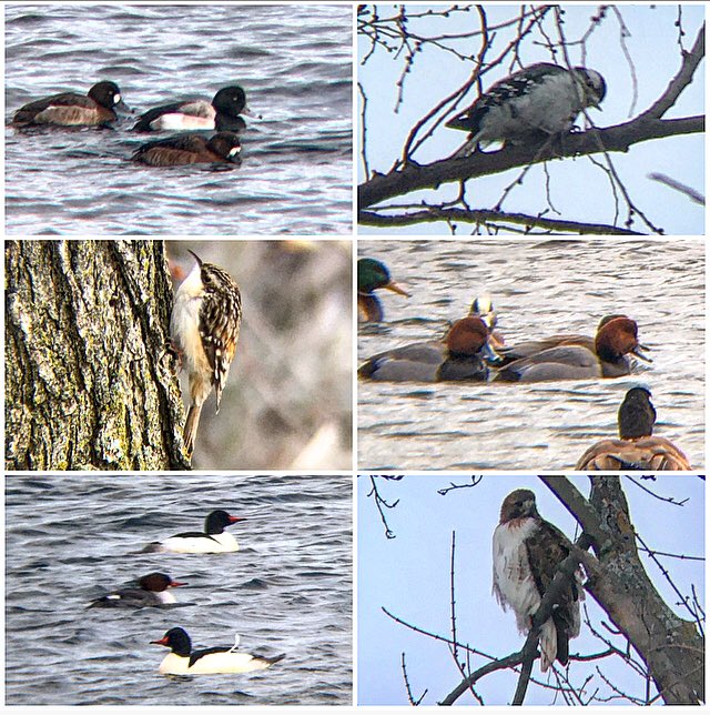 Ontario Place bird notes #24 | Second walk of  #GBBC2020 and it was a cool -11°C. But I’ve now seen over 80 different birds here! This evening including brown creepers, scaups, redheads, wigeons, mergansers, a downy woodpecker and a red-tailed hawk  #GreatBackyardBirdCount