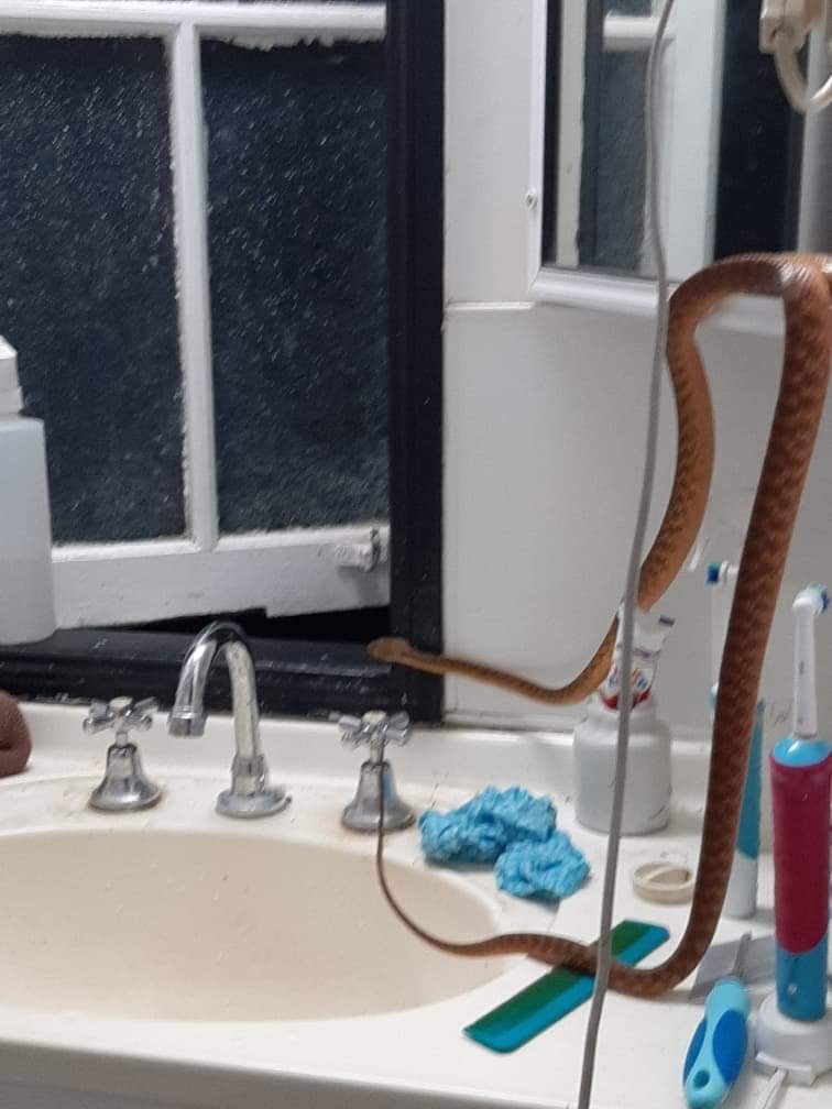 Wog_Rockets's tweet image. This is one of the most venomous snakes in the world in my mums bathroom....
Land down under starts playing