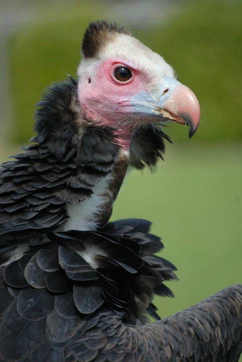 Stephen D-O (@sdavyo) on Twitter photo Rumour has it that there may be romance in the air for Mowgli the vulture this Valentine’s Day... ♥️♥️♥️
Big thank you to <a href="/Winter_Alex/">Alex Winter</a> for sharing his story! 😍😍😍
bournemouthecho.co.uk/news/18235147.… Rumour has it that there may be romance in the air for Mowgli the vulture this Valentine’s Day... ♥️♥️♥️
Big thank you to <a href="/Winter_Alex/">Alex Winter</a> for sharing his story! 😍😍😍
bournemouthecho.co.uk/news/18235147.…