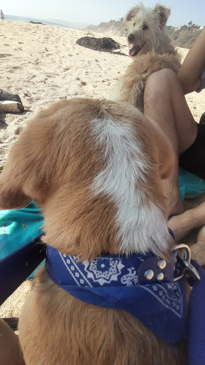 Tommy__Beagle's tweet photo. Beach 🏖🐶💜 https://t.co/azKDYi4uex