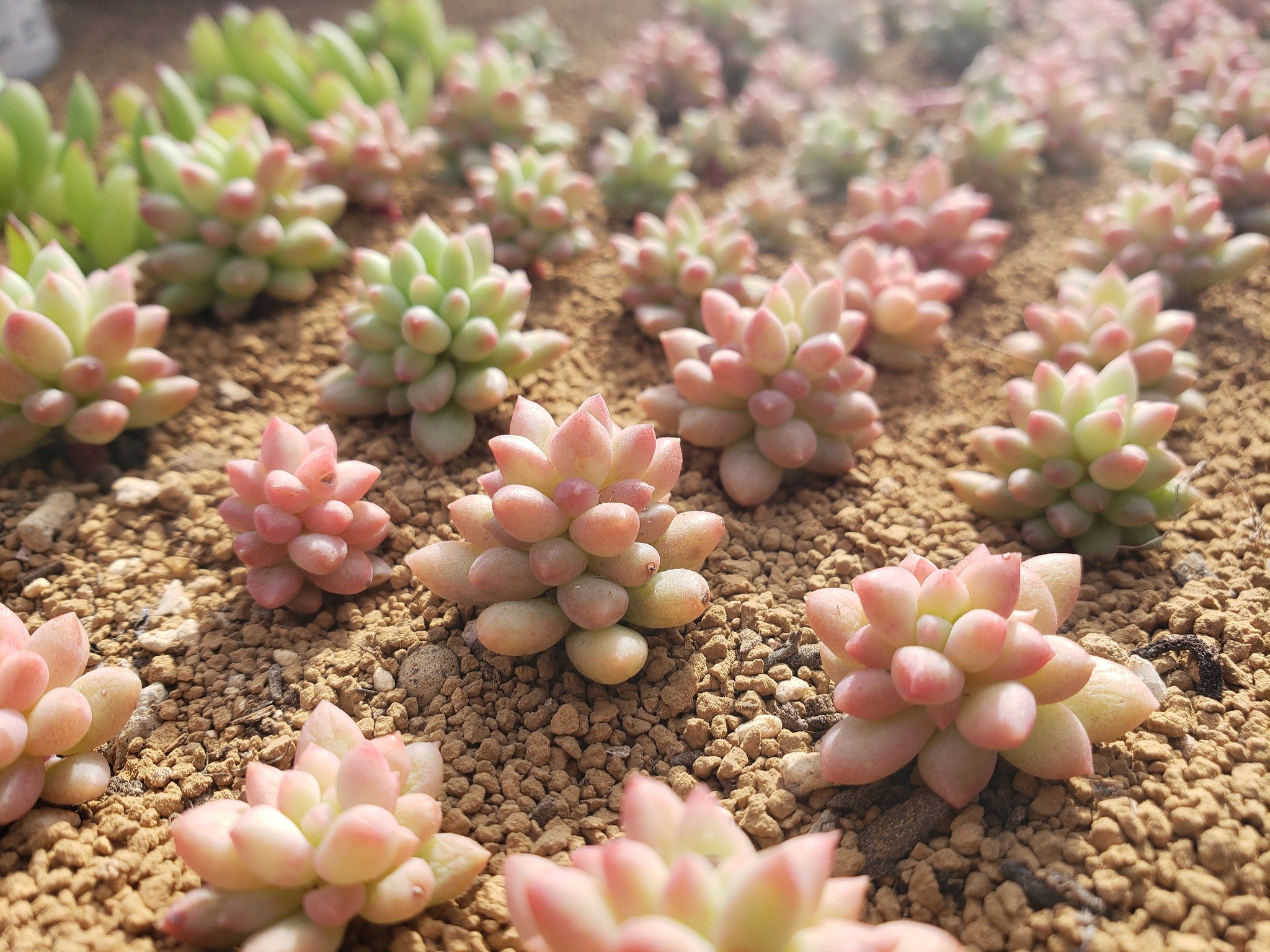 Twitter 上的 トット シーンズ 神戸 来週の 冷え込み終わると一気に春に突入してしまいそう 多肉は秋から春にかけてが紅葉美しく一番楽しい季節ですが 昨年秋に足を負傷して 通院してるうちに 多肉本番の半分以上が過ぎてしまいました 発売前の商品てんこ盛り