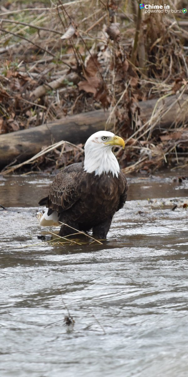 news5wcyb's tweet photo. GREAT PHOTO! Donna Hayden captured this photo of an eagle in Rich Valley, Virginia! Send us your wildlife photos at https://t.co/JiIukDRBVo! https://t.co/JnrYhcvmCA
