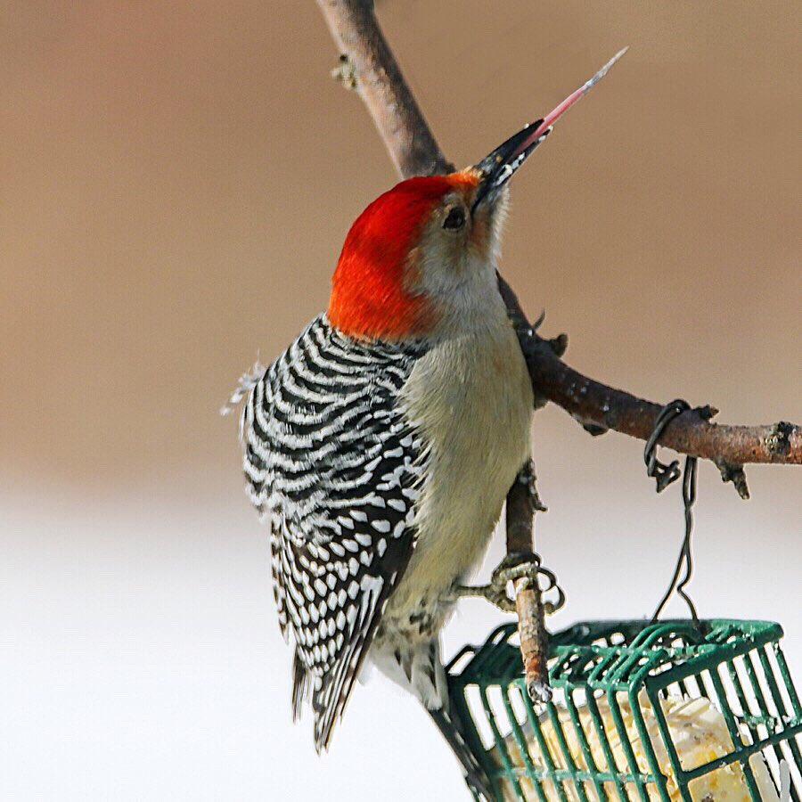 Slurrrrrrrp! #redbelliedwoodpecker  #birdwatching #backyardbirds