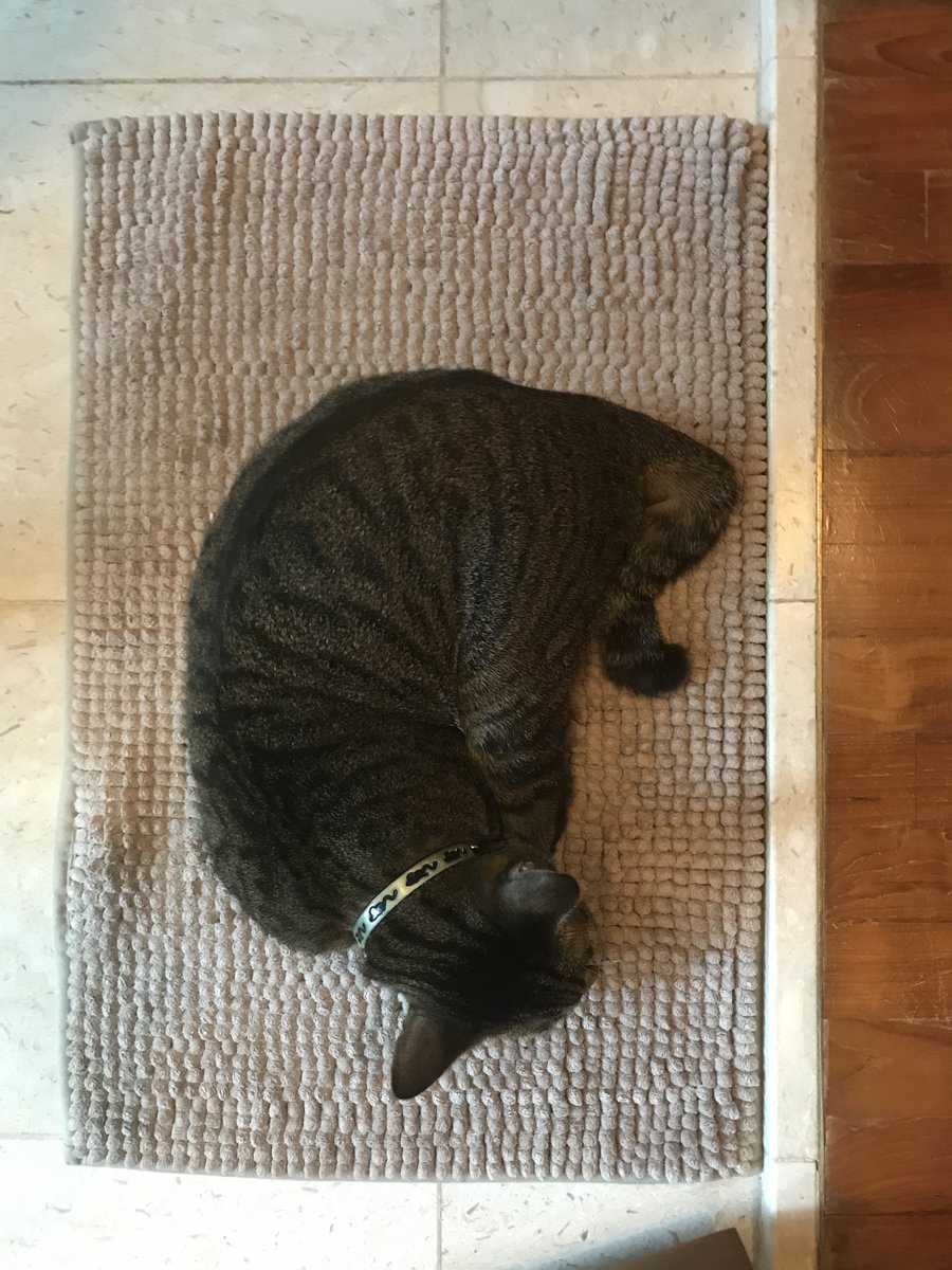 KeeshiZigZagCat's tweet photo. Oh, so cozy, Keeshi! #keeshi #zigzagtail #catsofinstagram #catstagram #kitties https://t.co/MTXOtLt0tm