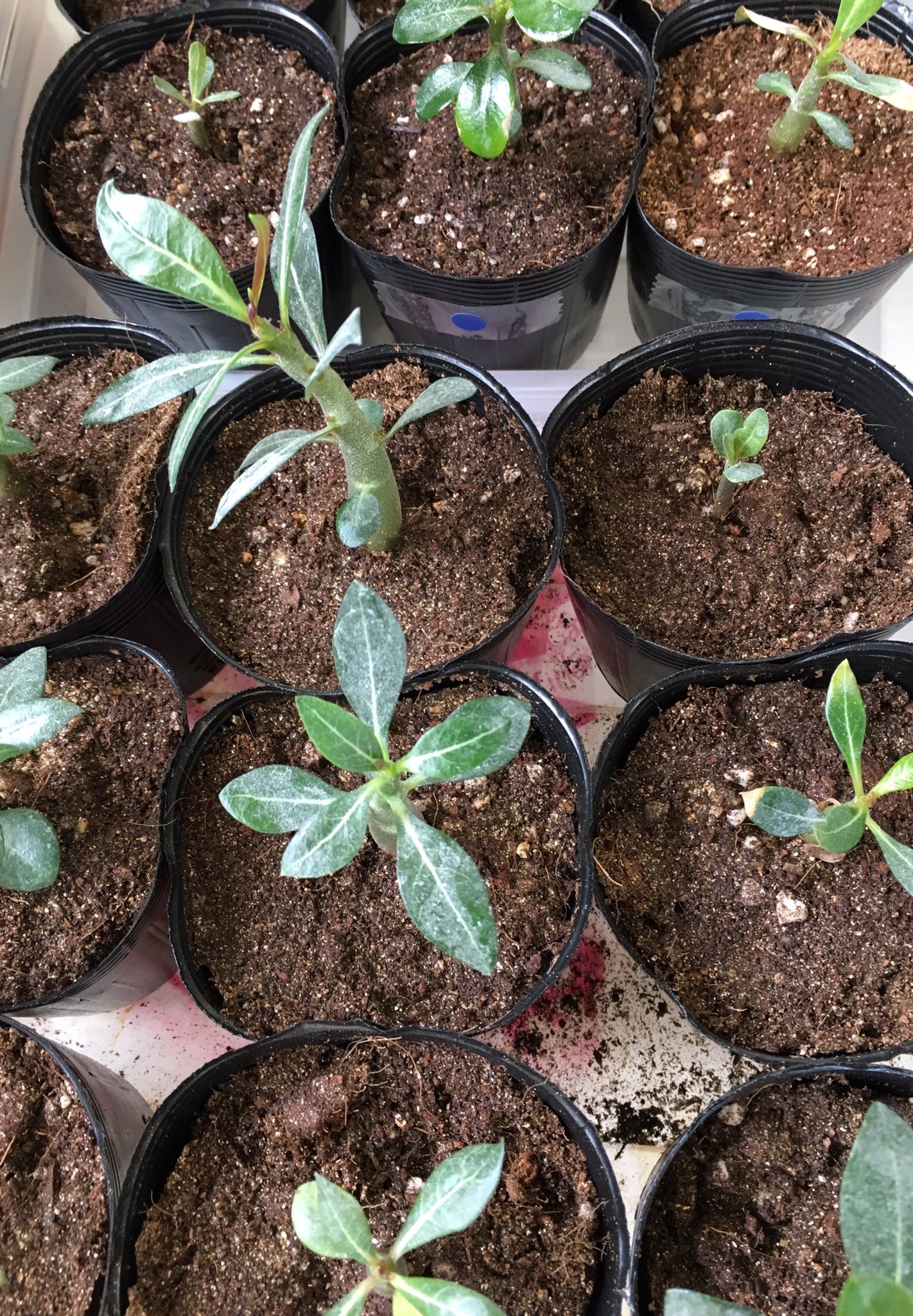 تويتر ｃｉｅｌ ａｌｅｎｃｏｎ シエル على تويتر 昨晩から花の植え替えをしていて 昨年種から発芽させたアデニウム がまだ発芽用土のままで栄養足りなさそうだったから多肉植物土に植え替中 土が足りないから後で取り置きを回収に行かなくちゃ 園芸 多肉植物