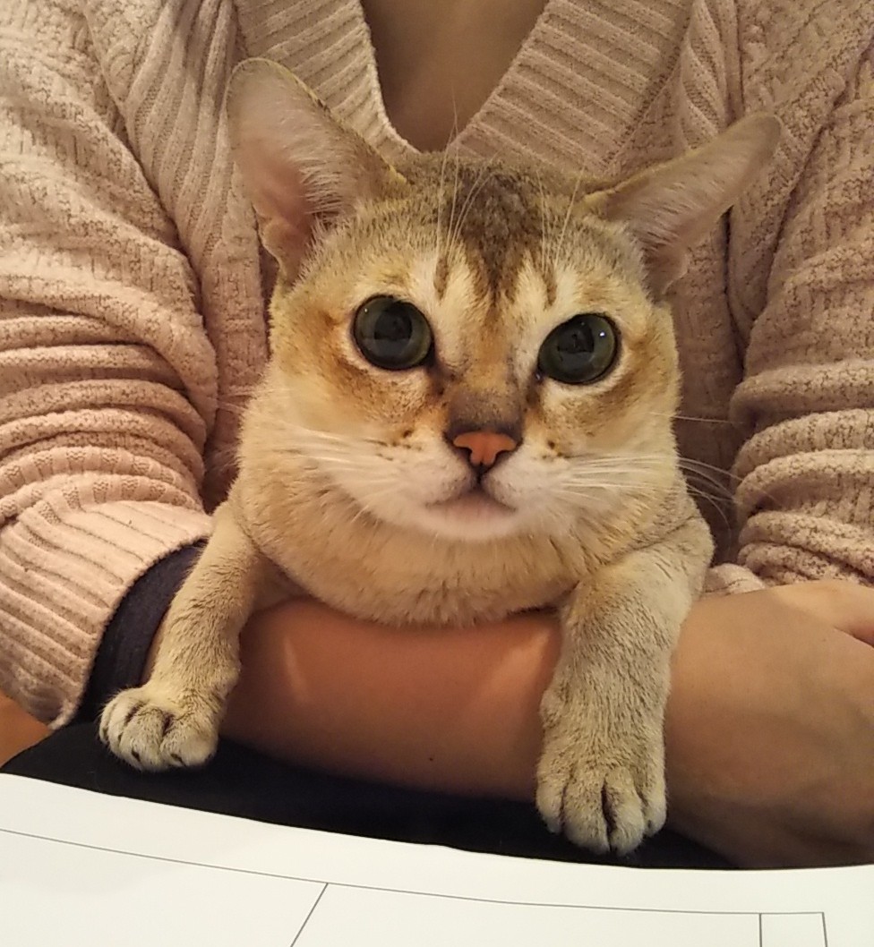 抱っこ好き Twitter Search Twitter