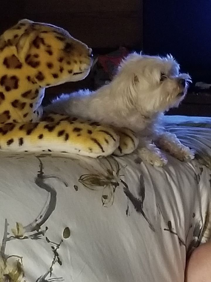 VivianCreekmore's tweet photo. I am happy to announce that my Maltese -- Coconut Chanel (she goes by "Coco") endorsed .@ewarren today! Ask you pets for their endorsements!
#WithWarren
#PetsforWarren
#DogsforWarren
#CatsforWarren
#PetLoversforWarren https://t.co/JuVfGDRp1B