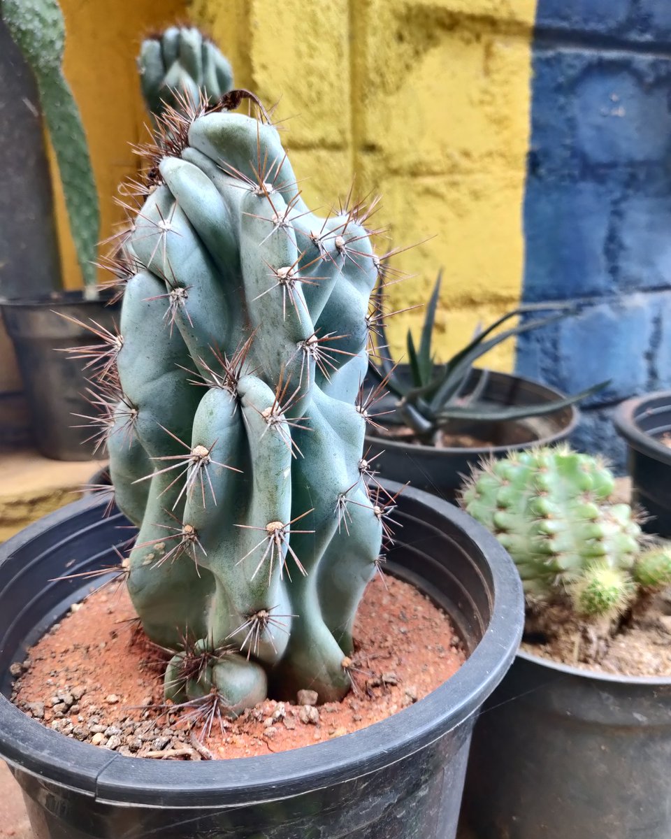 diary_tale's tweet photo. Succulents

#diarytale #plantbabies #gardenblogger #growyourown #organicgarden #homegrown #greenthumb #succulentlove #succulent #succulents #houseplants #indoorplants #homedecor #myfavorite https://t.co/dQC4FKlnCo