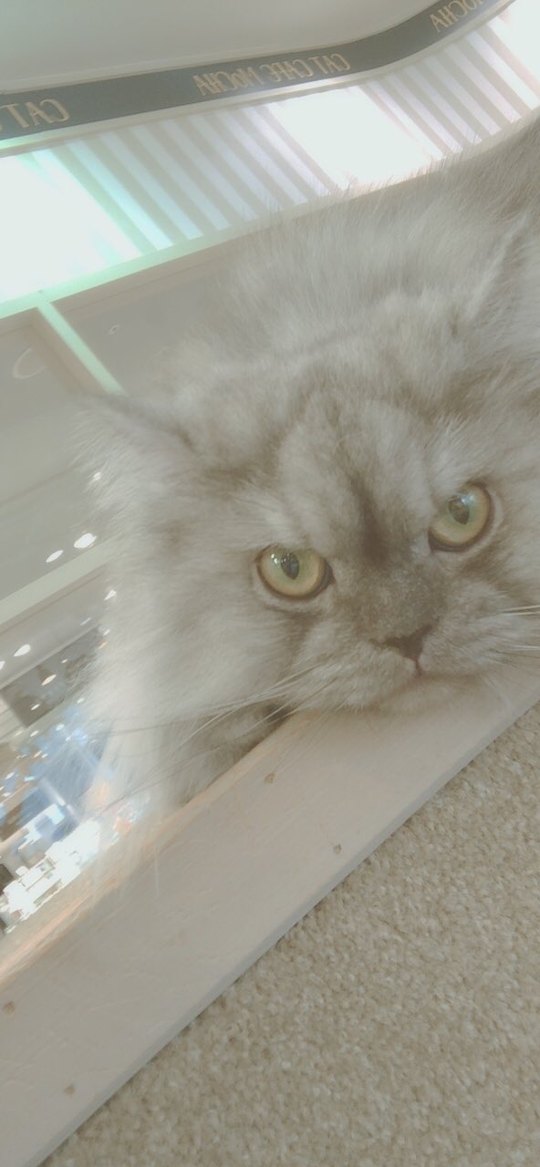 猫カフェmocha京都河原町 Twitter Search Twitter