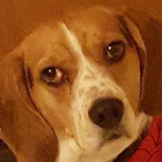 lonepalm78's tweet photo. My good boy Champ would like to announce his endorsement for @ewarren. Champ loves that EW makes his mommy feel empowered. He also wants to see a president who is as passionate about the disabled community that his mommy works with. Champ wishes to be Bailey's BFF! 
#warren2020 https://t.co/0KGam11Rq3
