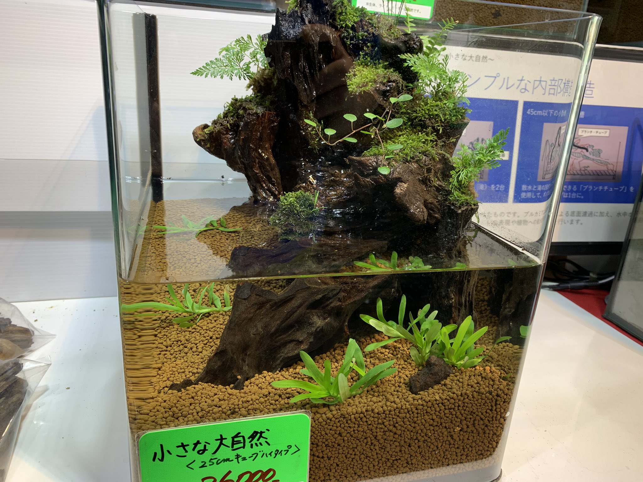 隠れ家付き！自然の中の飼育箱苔テラリウム、（30センチキューブ