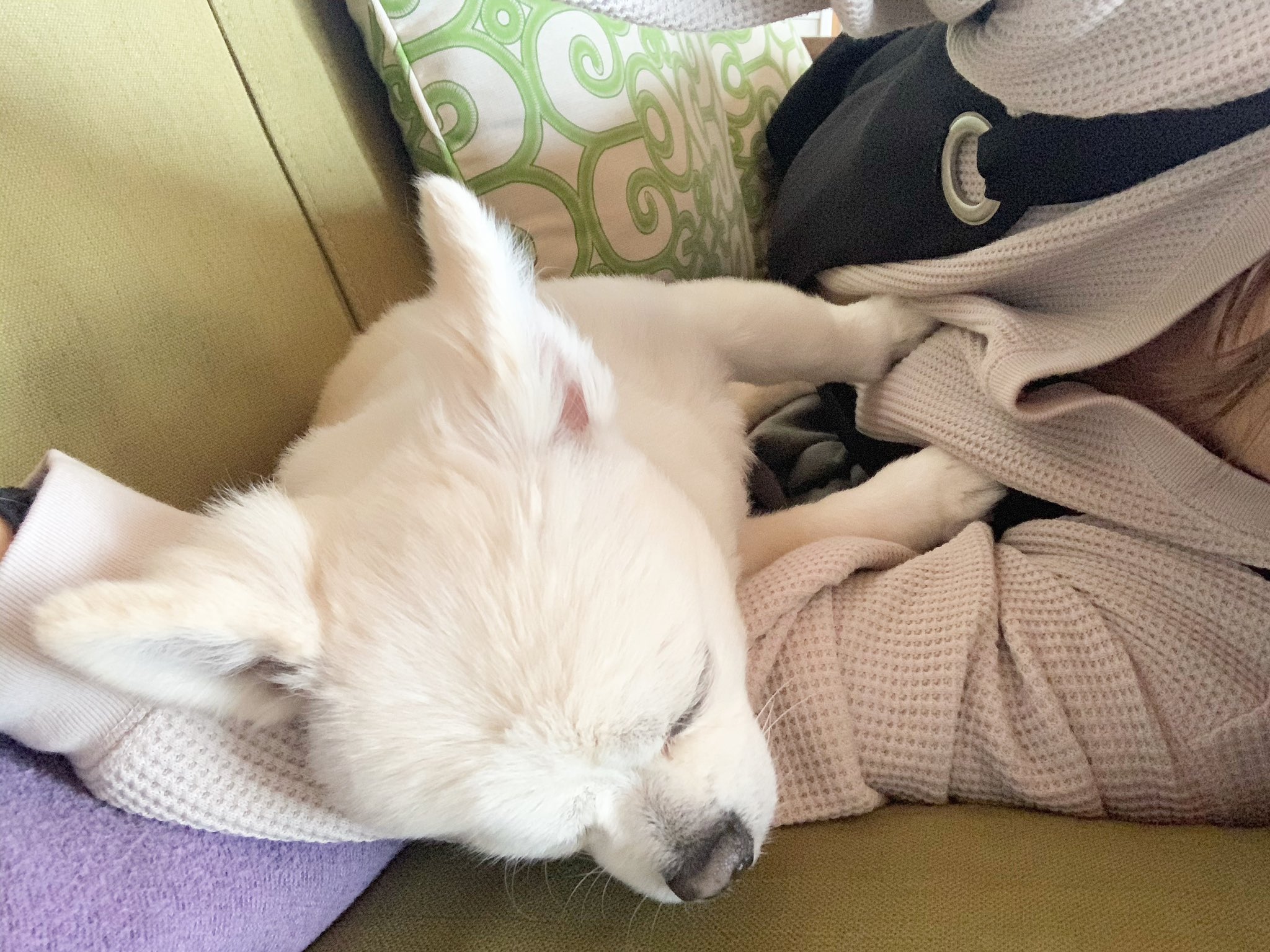 腕枕で寝る犬 Twitter Search Twitter