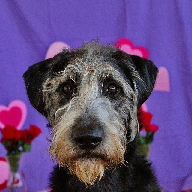 thebarkeley's tweet image. If you were a fruit, you’d be a Fine-Apple🥵(pt4)
.
📸: @photography.tdvg
🐶: Watson
.
.
.

#valentines #happyvalentinesday #happyvalentinesday❤️ #happyvalentines #happyvalentine #valentine #valentinesday2020 #valentinesphotography #valentinesphotoshoot… ift.tt/2URJWo1