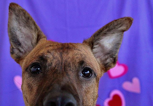 thebarkeley's tweet image. Are you a parking ticket? Because you've got FINE written all over you.
.
📸: @photography.tdvg
🐶: Zeke
.
.
.

#valentines #happyvalentinesday #happyvalentinesday❤️ #happyvalentines #happyvalentine #valentine #valentinesday2020 #valentinesphotography … ift.tt/38utpdP