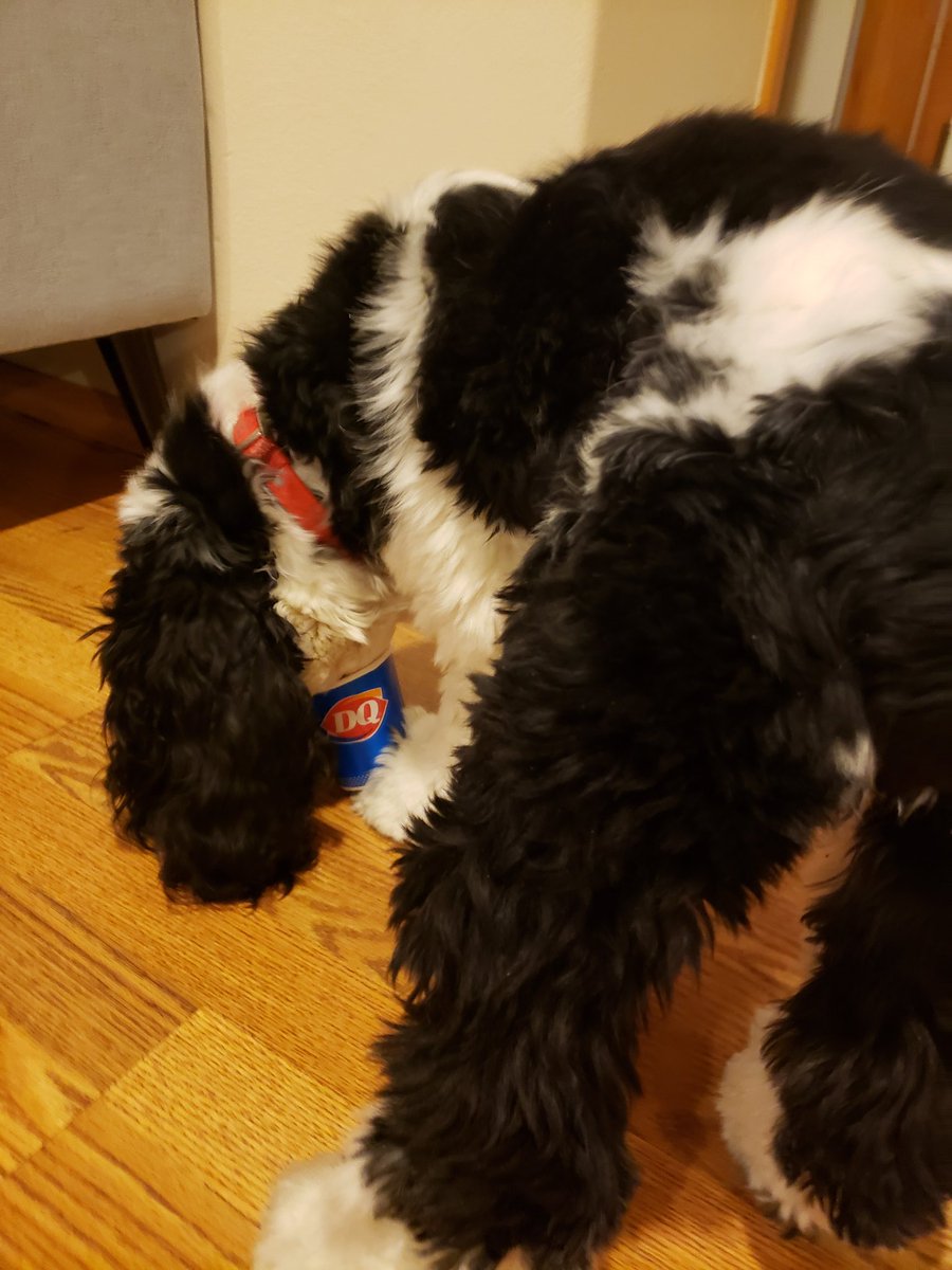 Thanks for the Valentine's Day pup cup, <a href="/DairyQueen/">Dairy Queen</a>! It's a family tradition! - Sully