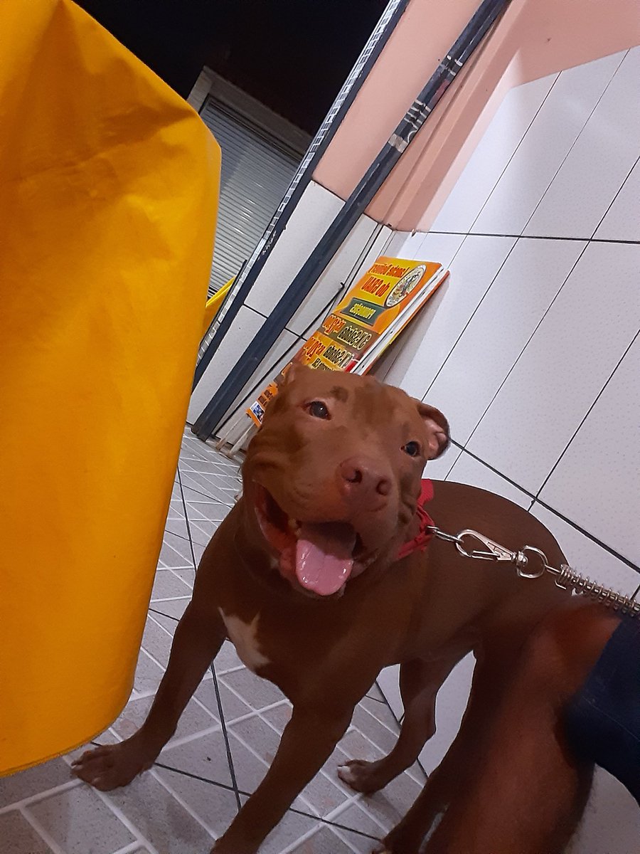 thiagoe_bjj's tweet photo. Papai falou q eu tรด lindo ๐๐ถ๐คช #airon #9meses #dogmal https://t.co/ui5jEJjSnO