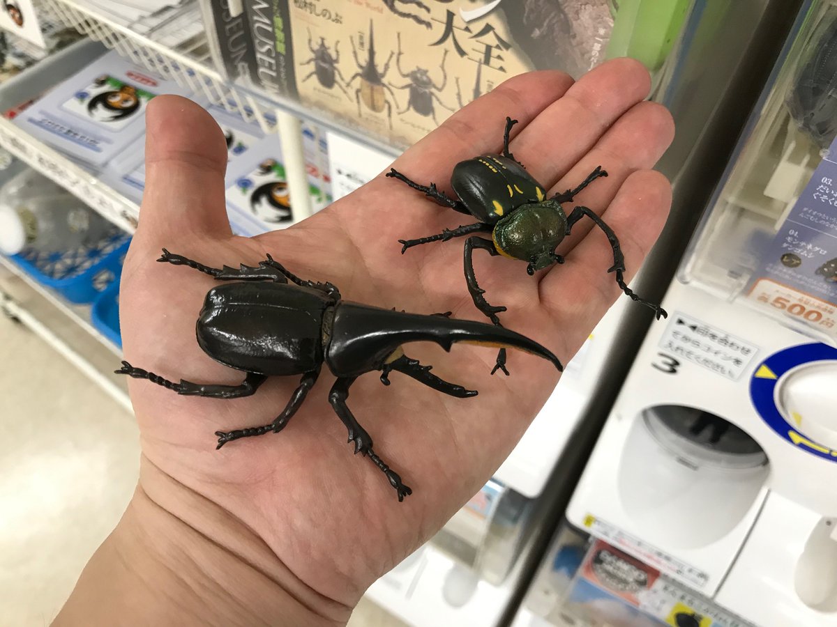 ⭐️⭐️ヘラクレス２亜種♂標本⭐️⭐️ ヘラクレス2亜種♂標本 ヘラクレス2亜種♂標本