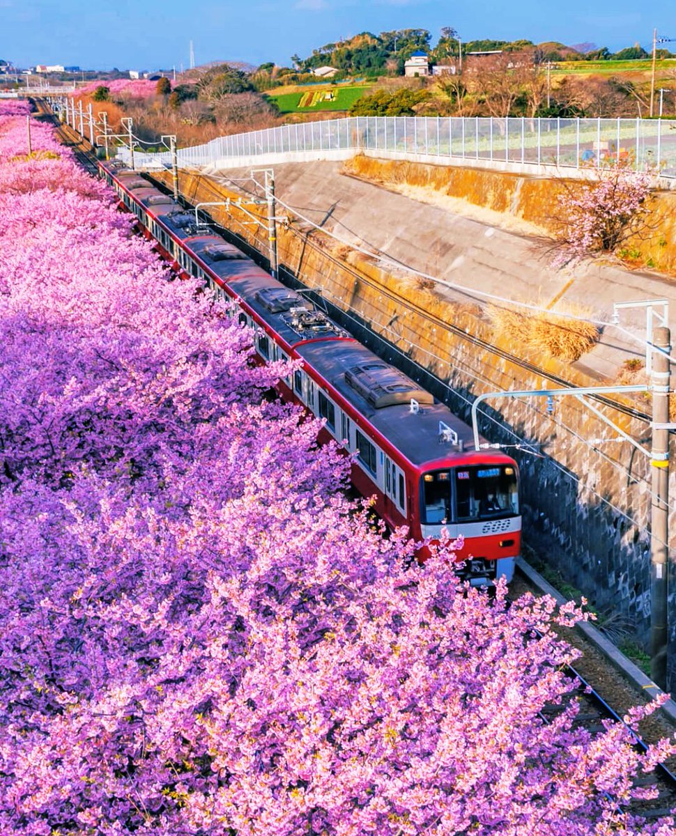 桜 まつり 海岸 三浦 三浦海岸桜まつり｜みうら うみそら