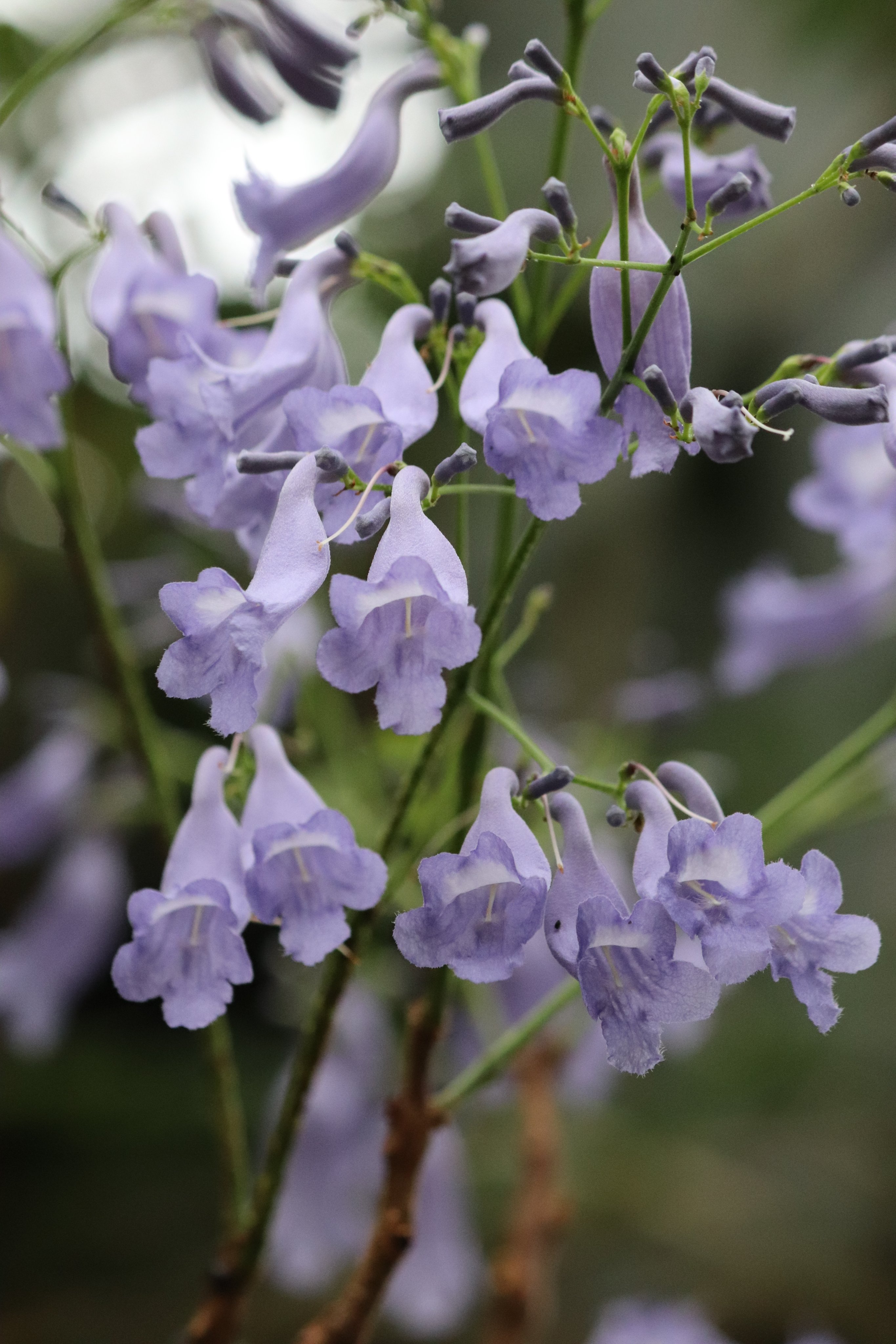 咲くやこの花館 V Twitter ただいま熱帯花木室にて ひっそりと ジャカランダ の鉢植えが登場しております 中南米に分布し ６月 ７月が見頃の樹木ですが 当館では一足早く 暖かい温室でご覧いただけます また カカオとコーヒー展も開催中です ぜひお越し