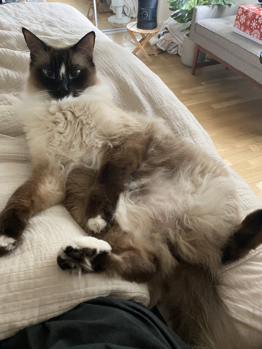 Happy Valentines Day <a href="/lovesimoncat/">Simon</a> luv you. ❤️❤️❤️