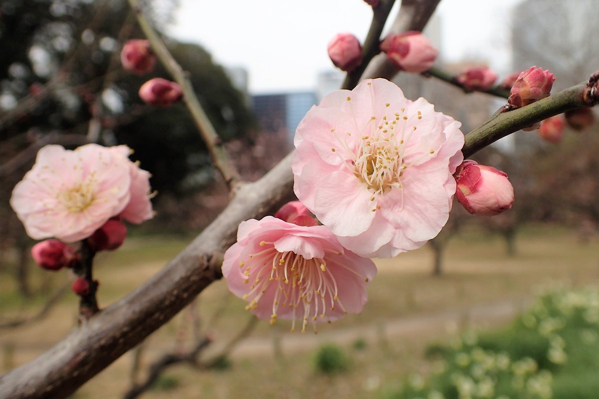 Tweet 一本の木を研究する 日本にある植物園 庭園の公式twitterを並べていく Naver まとめ