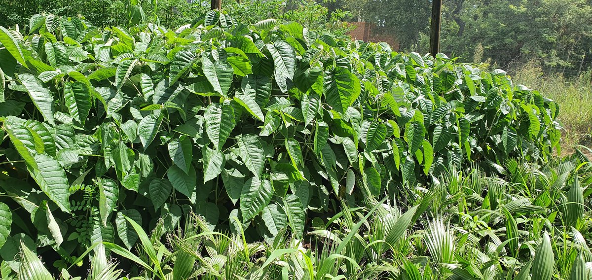 Kenyan croton, Pod Mohogan ( Mukamba), muringa and pulm trees ( Washingtonian skydusters) available 0779598099 whatsapp and calls