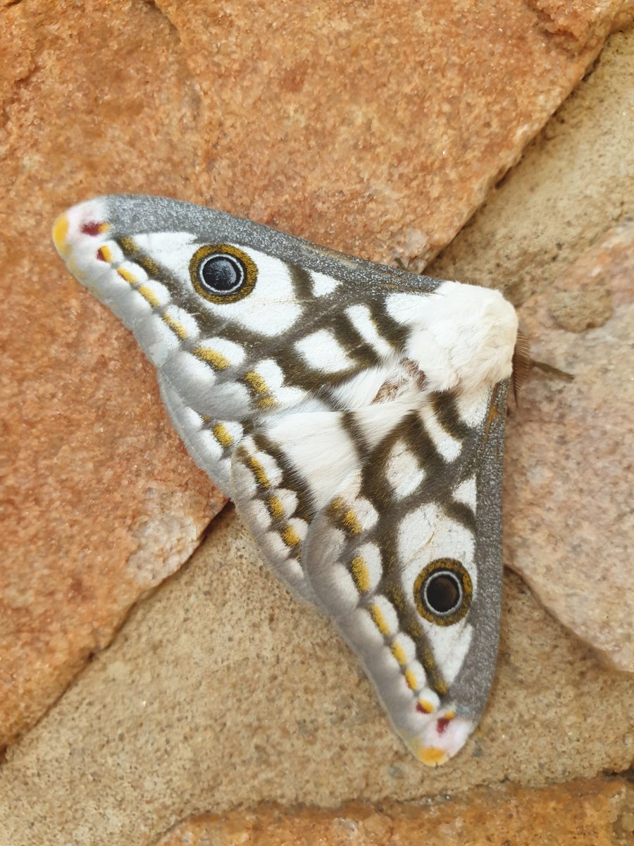 @TheLepSoc I found this beautiful moth in the #Magaliesberg area, #SouthAfrica.