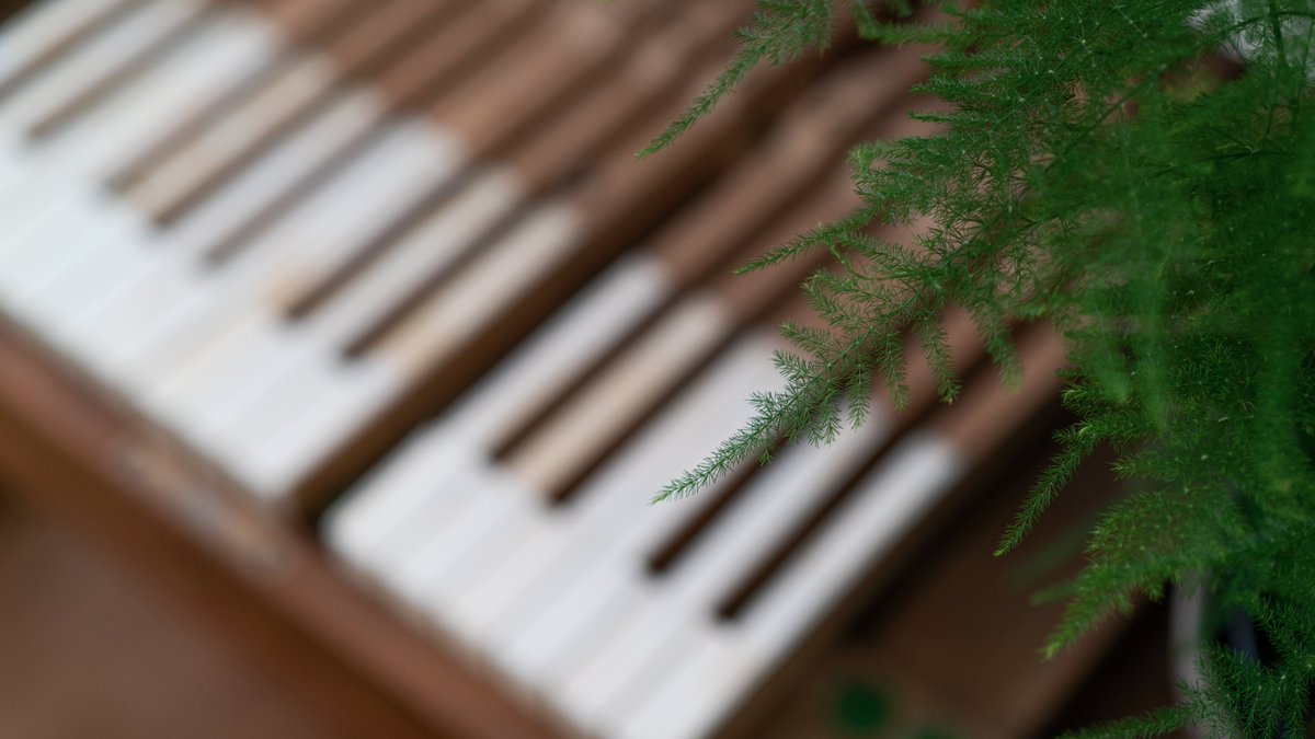 piano fern 🌿