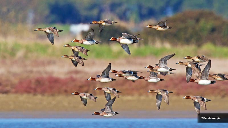 Hipersia's tweet photo. Bojaq National Park is an excellent habitat for fascinating birds. This national park is one of Iran's hub of birdwatching in Gilan Province.
see more: https://t.co/0NuBvifXwp
#iran #gilan #NationalParks #hipersia #tour #travel https://t.co/7Yz7fjAE58