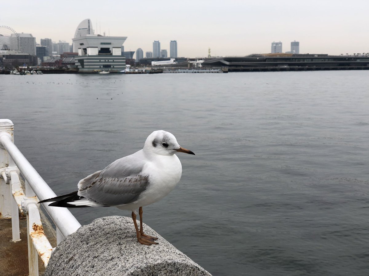 くろゑ これはかわいいカモメ