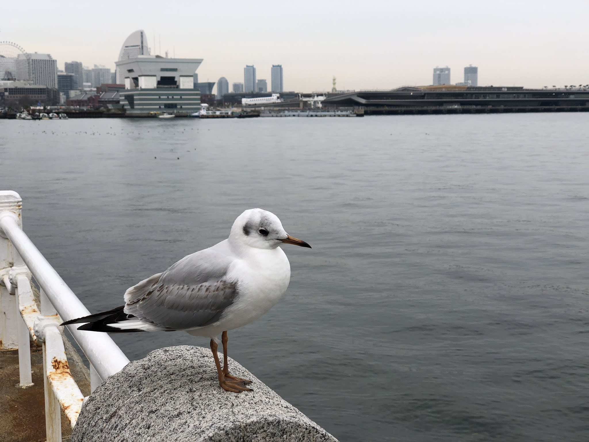 くろゑ 7 31 Babeg これはかわいいカモメ T Co Nx0twbqgkx Twitter