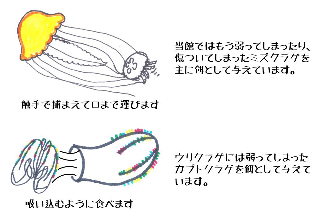 よくある質問㉗ Q：クラゲを食べるクラゲ？ A：共食いのように聞こえ