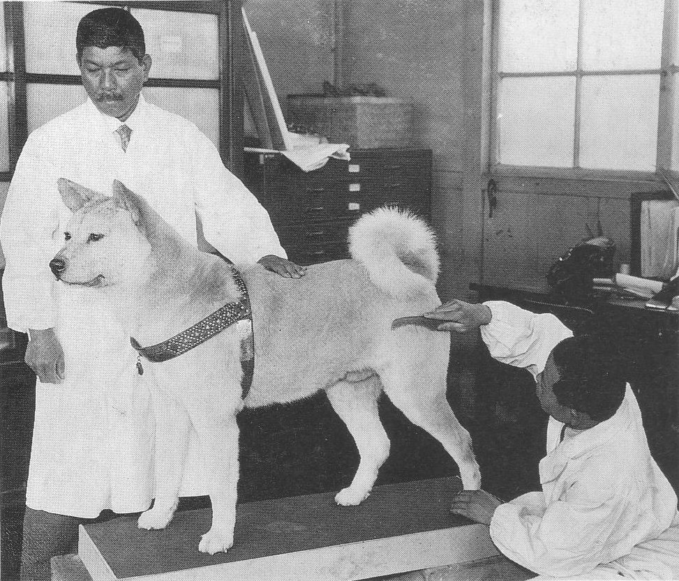 hachi a dogs tale wikipedia hachi a dogs tale wikipedia