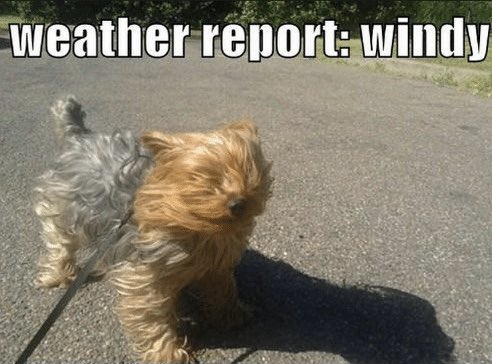 Its A Bit Windy Out There Today!Stay Safe. #corkyscars #bookataxi #cannock #cannockchase