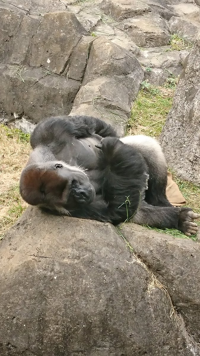 ゴリラ組長 ゴリラ男 アイツらめんどくさいでしょ 寝 こういう寝方も動物園ならではかな 千葉市動物公園 ニシゴリラ