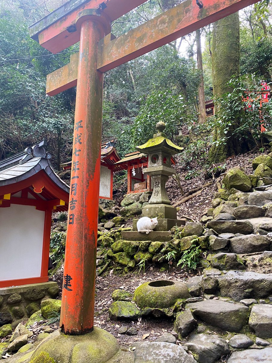 エヴァ 祐徳稲荷神社 奥の院への参道 山道 登り口に白猫さまがいて 下りてきたら今度は奥の院エリアの終わり付近に なんか神聖なものに出迎えと見送りしていただいた感じ エヴァ 祐徳稲荷神社 奥の院への参道 山道 登り口に白猫さまがいて 下りてきたら今度は奥の院エリアの終わり付近に なんか神聖なものに出迎えと見送りしていただいた感じ