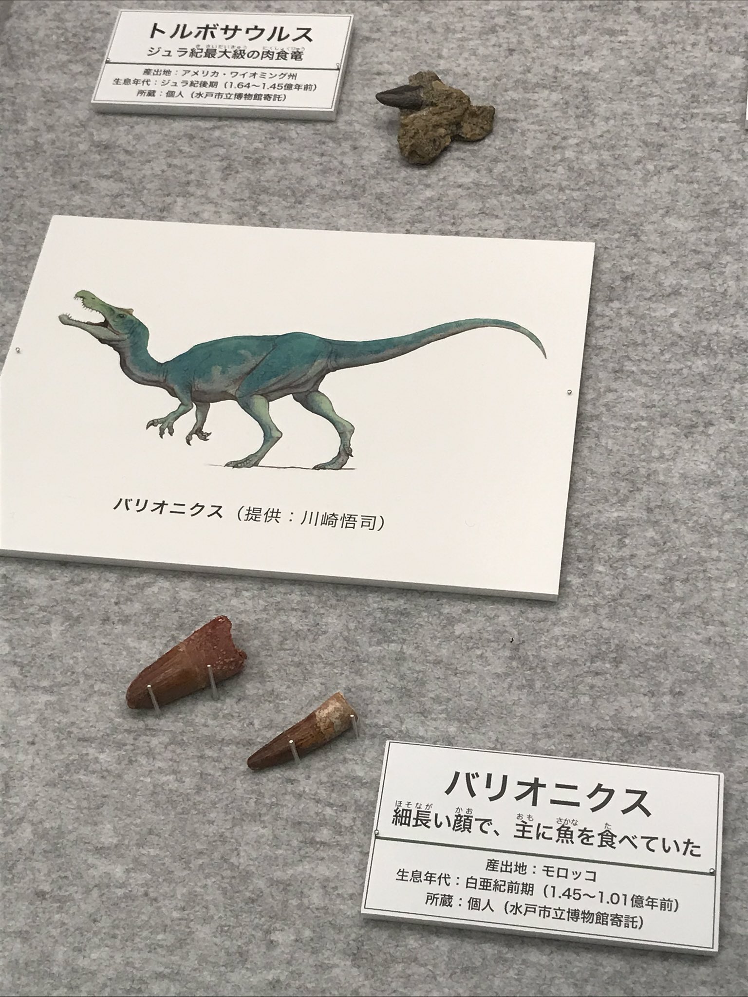 よこ 今日は 水戸市立博物館の特別展見に行ってきた モササウルスの尾椎 バリオニクスの歯 始祖鳥の化石が展示してあった 古代生物好きには嬉しいぞ 水戸の大地の成り立ち モササウルス バリオニクス アーケオプテリクス 恐竜 よこ 今日は 水戸市立博物館の特別展見に行ってきた モササウルスの尾椎 バリオニクスの歯 始祖鳥の化石が展示してあった 古代生物好きには嬉しいぞ 水戸の大地の成り立ち モササウルス バリオニクス アーケオプテリクス 恐竜
