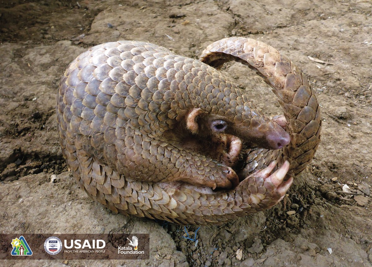 Яванский панголин. Животное коронавирус панголин. Панголин броненосец. Хроники панголинов википедия. Хроники панголинов википедия.