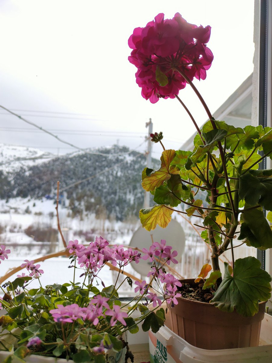 Uçun kuşlar uçun doğduğum yere
Şimdi dağlarımda mor sümbül vardır
Ormanlar koynunda bir serin dere
Dikenler içinde sarı gül vardır.
Uçun kuşlar uçun burda vefa yok
Öyle akar sular, öyle hava yok
Feryadıma karşı aksi seda yok,
Bu yangın yerinde soğuk kül vardır.