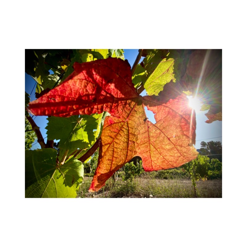 Autumn is here! To kick off the season of colour, we’ve got <a href="/Kd/">Kendra D</a> Music brining his laidback style of acoustic vibes to Cellar Door this morning from 1130 🥂🍁🍷