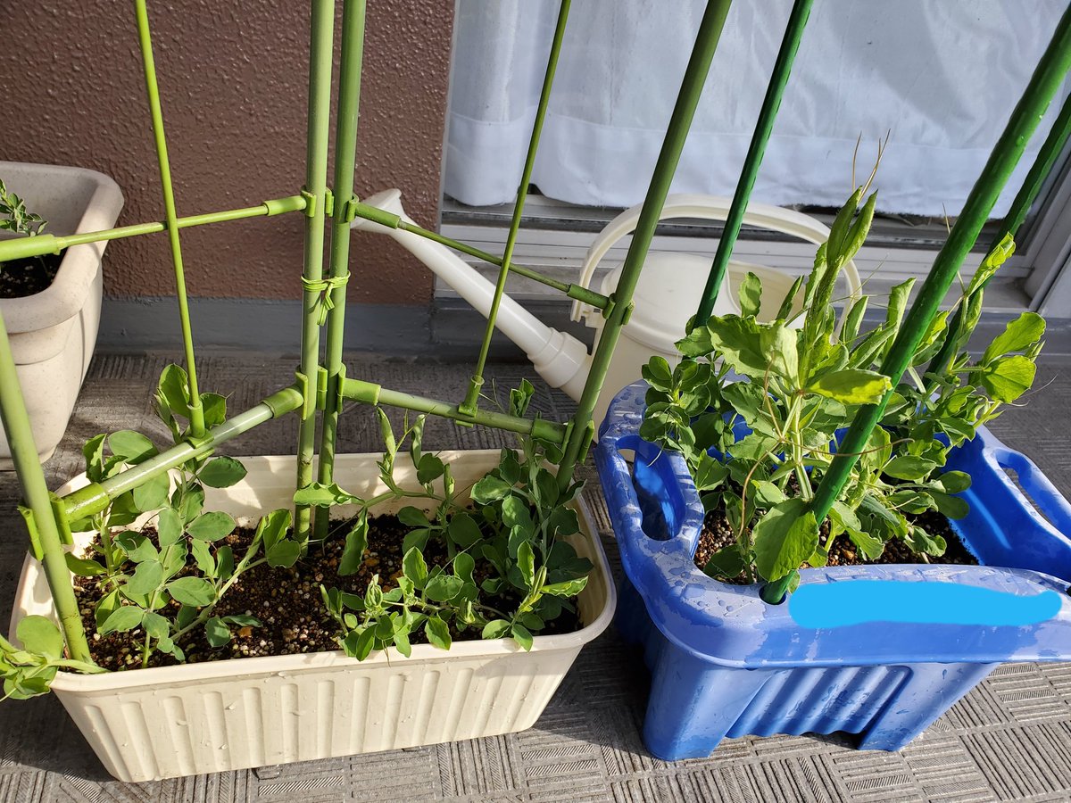 Chika 我が家の赤いツイートピーも すくすく育っています 息子が小学校の頃 朝顔を育て持ち帰って来た 小さい プランターがまだ現役 ちょっと手狭だけど 皆仲良くスクスクと育っています ハイモニ 赤いツイートピ すくすく育ってる ご子息誕生