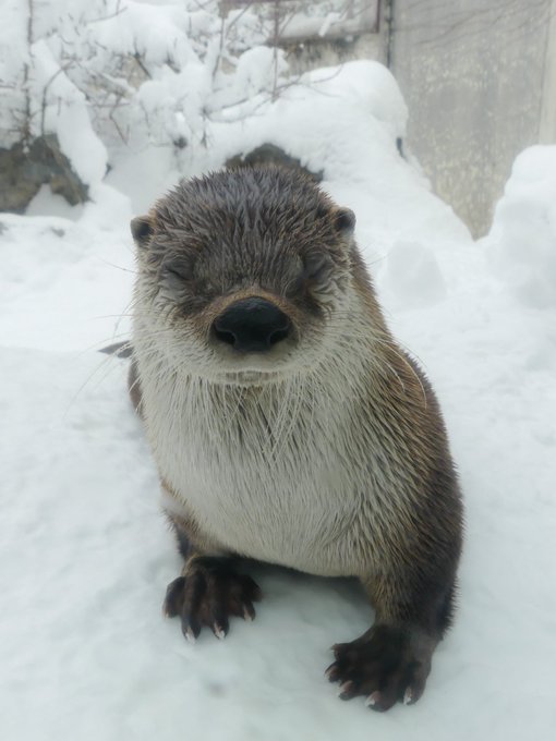 カワウソ の評価や評判 感想など みんなの反応を1時間ごとにまとめて紹介 ついラン