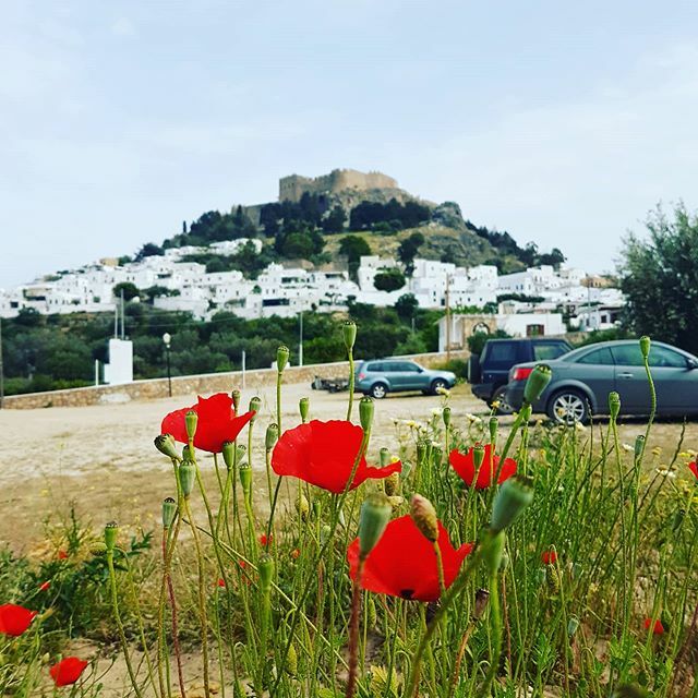 LindianCollect's tweet photo. Spring is in the air 🌷
🌺
#TheLindianCollection #Lindos #lindosgreece #travel #traveltheworld #holidays #summer2020 #greece #summerinlindos #greecelover #rhodes #iloverhodes #islandlife #discovergreece #visitgreece #greecestagram #greecelover #greeksu… https://t.co/0KZFApzSlz https://t.co/lpkzk1Aq73