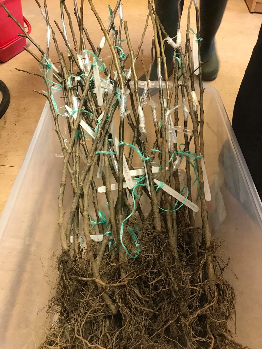 Incredible Edible Prestwich & District tweet media