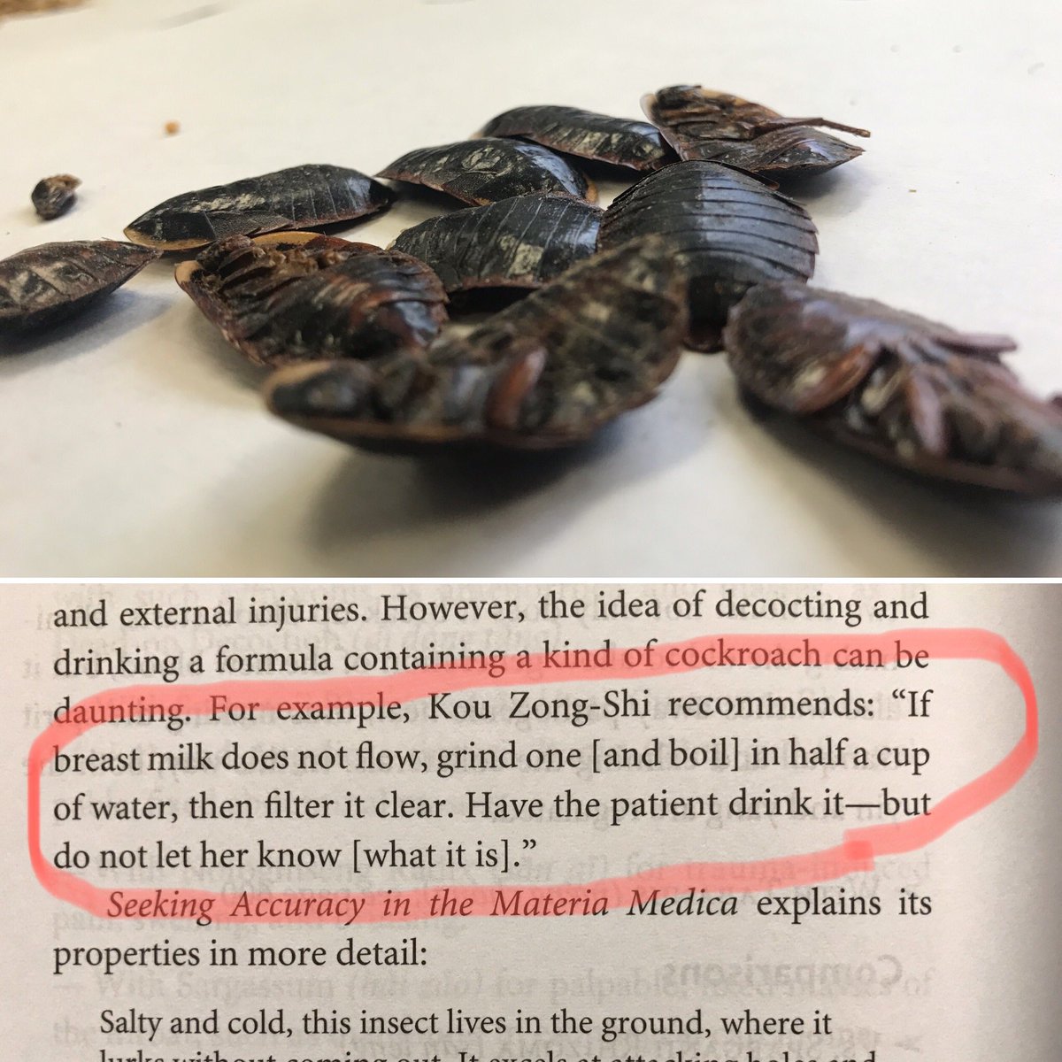 We had a lineament workshop at school, and one of the ingredients was Tu Bie Chong (wingless cockroach). 

It’s in the invigorate blood category, but it is also indicated for poor lactation due to blood stagnation. 
#chinesemedicine #chineseherbs