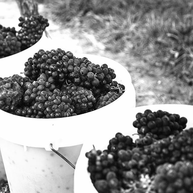 Grapes destined for sparkling wine production are typically the first to be picked as they are harvested at a lower sugar level than still wines. Determining when to pick can be a somewhat tricky process as there is some 'crystal ball gazing' to be done!… ift.tt/2uGEnOB